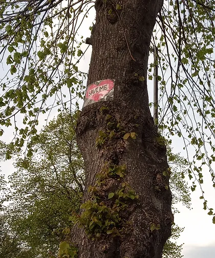 A "Save Me" banner sits high on the trunk of a Rivelin Valley street tree
