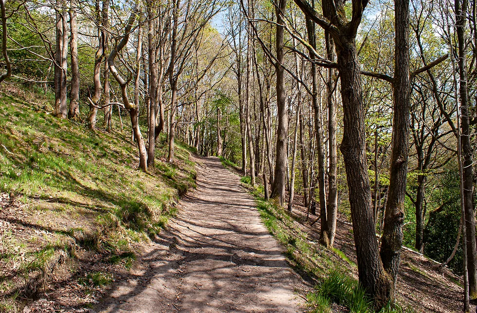 A path through Rivelin Valley Woods