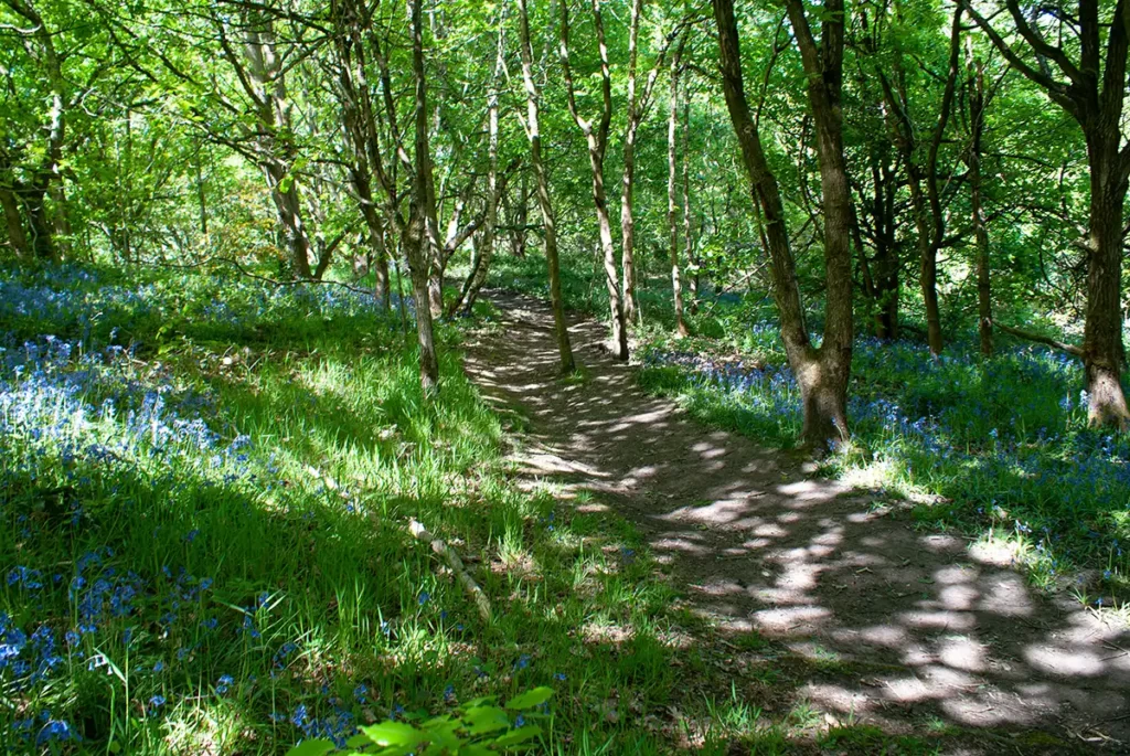 Bluebells in Beacon Wood
